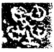 十三年□陽令戈(金)戰國晚期